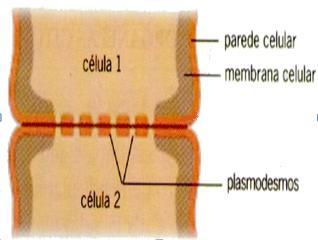 Plasmodesmos Plasmodesmos (do grego, plasma = forma, desma = ligação). As células vegetais adjacentes apresentam em suas paredes diversos poros.