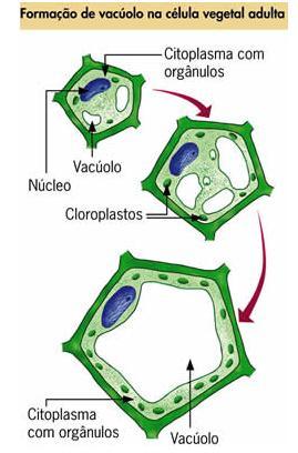 Vacúolo Os vacúolos são estruturas citoplasmáticas de diferentes tamanhos, revestidos por membrana.