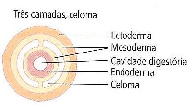 Nêurula Cavidades corporais na classificação animal: ACELOMADOS: não possui cavidade corporal. Ex: Platelminto.
