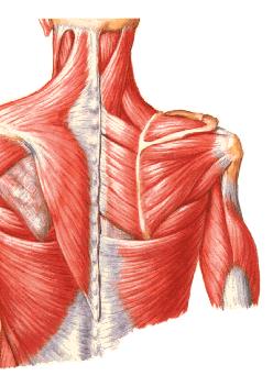 Músculos do Tronco ao Cíngulo Escapular Levantador da Escápula
