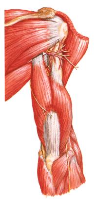 Cabeça longa Cabeça medial Cabeça lateral Músculos do Cíngulo Escapular ao Úmero Tríceps braquial Proximal Distal Cabeça longa-tubérculo infraglenoidal Cabeça lateral-face pósterolateral do úmero