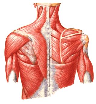 Músculos do Tronco ao Úmero Latíssimo do dorso Proximal Distal -Processos espinhosos de T7 a L5 -Face dorsal sacral -Crista ilíaca -Quatro últimas costelas