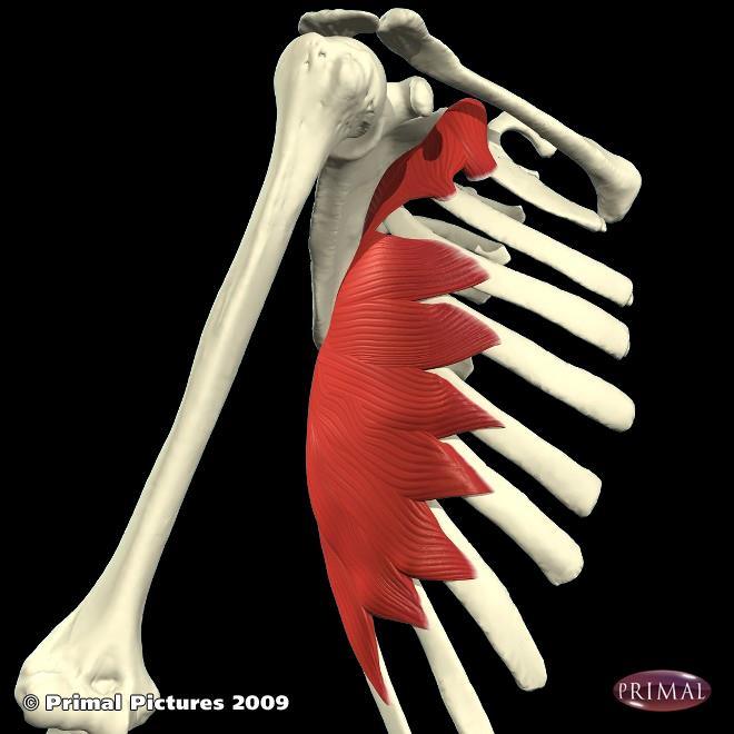 Músculos do Tronco ao Cíngulo Escapular Serrátil Anterior Proximal Dez primeiras costelas Distal Ângulo sup., margem medial e ângulo inf.