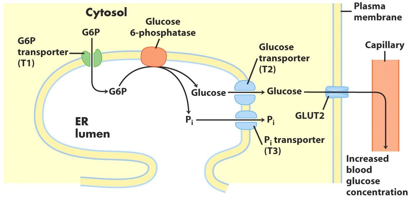 GLICOGÊNIO FOSFORILASE GLICOSE-1-FOSTATO
