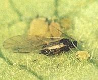 Aphis gossypii (Glover) Ordem: - Hemiptera Família: - Aphididae Nome comum: - Pulgão-do-algodoeiro; pulgão-domelão Aphis gossypii: