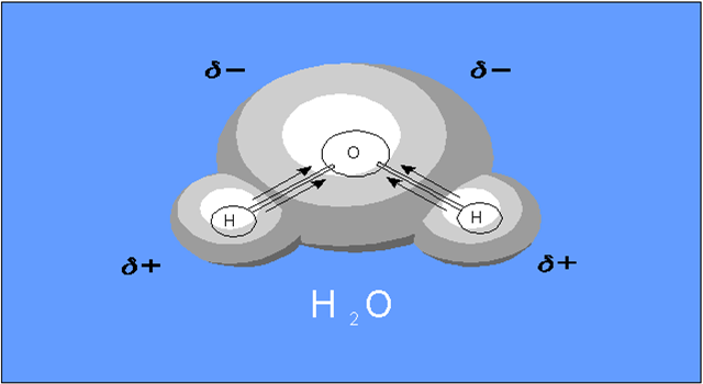 O ângulo certo Ligação covalente (partilha de e-) entre o oxigénio e cada um dos hidrogénios Oxigénio mais electronegativo, puxa os electrões para