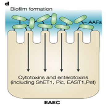 E. coli Enteroinvasiva (EIEC) Contágio por água e alimentos contaminados. A bacteria se adere, invade e destrói as células epiteliais do cólon.