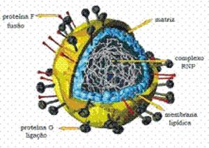 RSV- Estrutura Glicoproteínas de