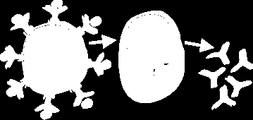 Resposta Imunológica do Hospedeiro Função dos Linfócitos B Diferentes