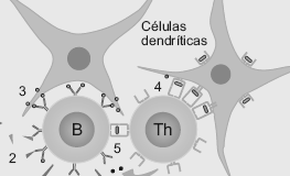 Resposta Imunológica do Hospedeiro 2- antigenos soluveis reconhecidos pelos LB ou DC (3) 4 e 5- apresentação de antigenos a Th pelas DC e LB, secreção de citocinas que estimulam
