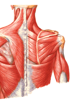 MÚSCULOS DO DORSO GRUPO POSTERIOR Músculos Pós-vertebrais: Médio: - Levantador