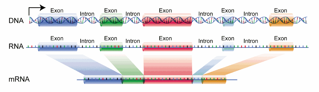 SPLICING: PROCESSO DE EXCISÃO DE SEGMENTOS INICIALMENTE NÃO CODIFICANTES DO DNA/RNA (ÍNTRONS) E SÍNTESE DE RNAm MADURO, POR UTILIZAÇÃO DE CÓDIGOS EFETIVOS (ÉXONS).