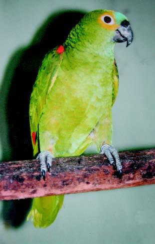 FLORESTA TROPICAL: Localizam-se entre os trópicos e o Equador, sendo encontrada em países da América do Sul, América Central, África e certas