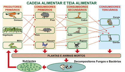 Organização Entrelaçamento de várias cadeias