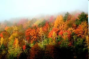 BIOMAS DO CONTINENTE ASIÁTICO BIOMA Florestas Temperadas É nas florestas temperadas que encontramos uma maior variedade de espécies vegetais, por estar em latitudes menores e sob climas temperados.