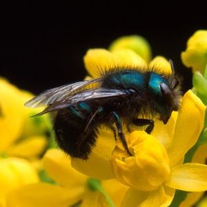 As abelhas na polinização As abelhas são os responsáveis pela manutenção da base da cadeia alimentar nos ecossistemas silvestres.