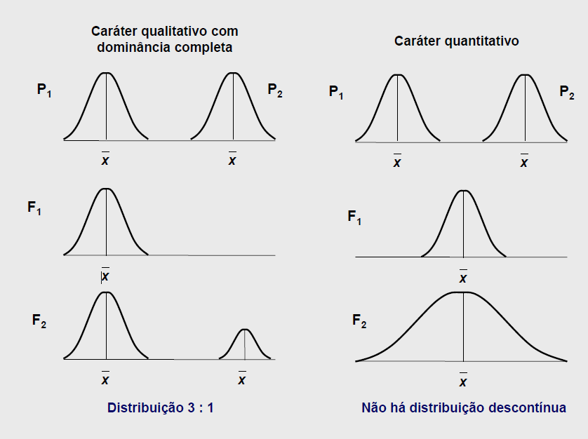 4. Caracteres qualitativos e