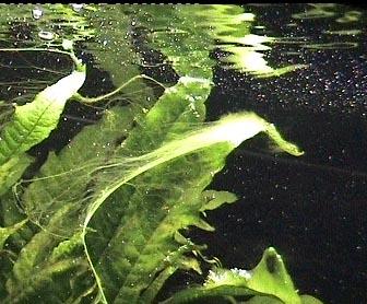 Algas do reino Protista Clorofíceas ou algas verdes - Apesar de, na classificação antiga, serem incluídas no reino vegetal, possuem representantes unicelulares e pluricelulares, sendo a maioria