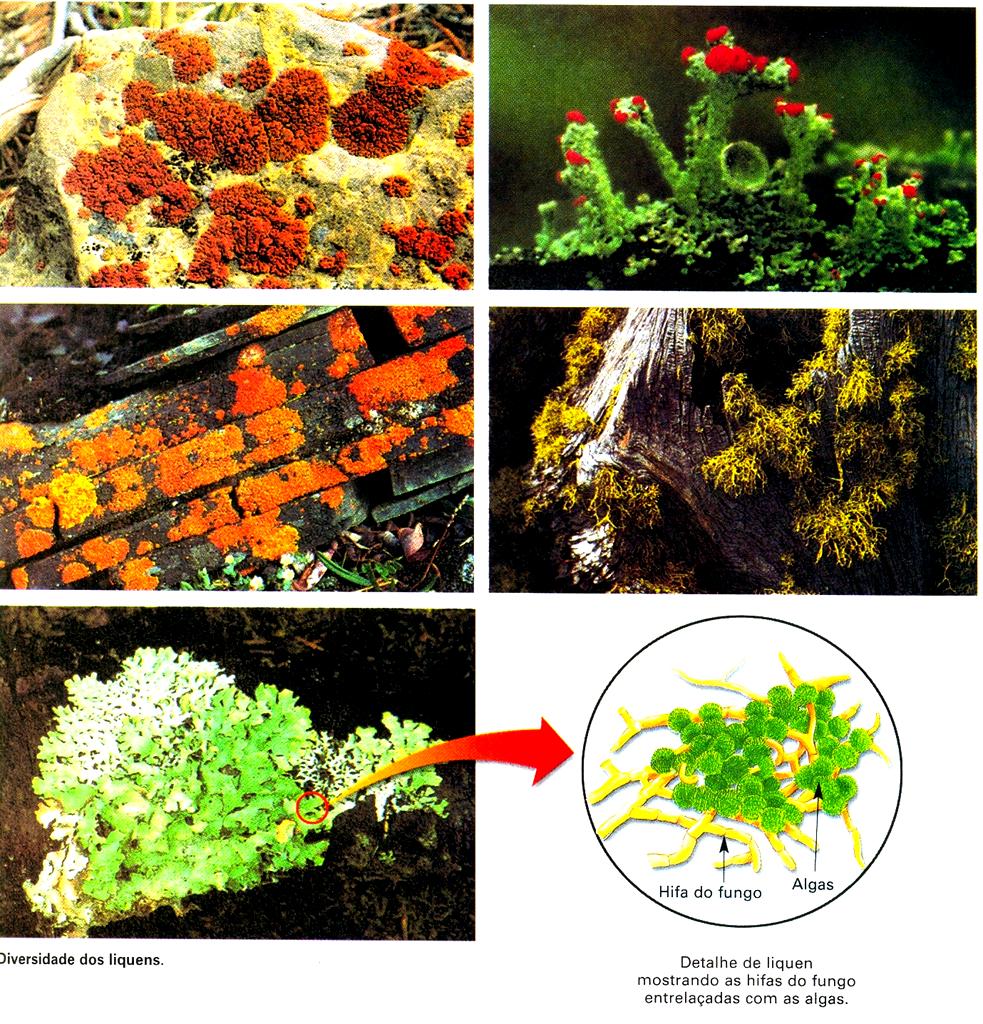 Líquens = algas + fungos, nesta associação a alga (autótrofa) fornece alimento glicosepara fungo que é heterótrofo.