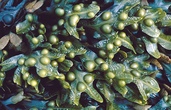 Algas do reino Protista Feofíceas
