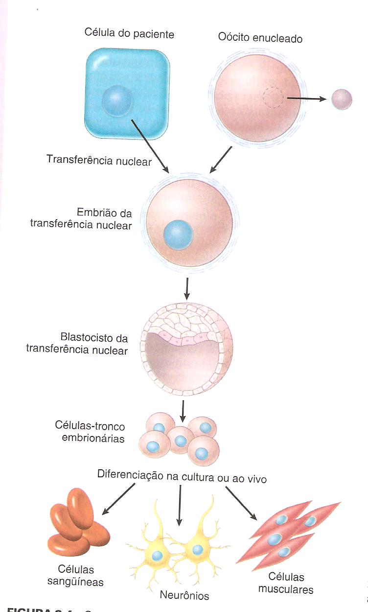 Os estágios envolvidos na clonagem terapêutica, utilizando célulastronco embrionárias à terapia celular.