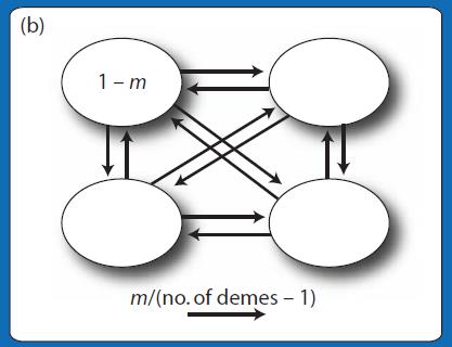 MODELO DE ILHAS INFINITAS Wright ( 1931,1951) Muito utilizado em estudos de fluxo gênico entre subpopulações.