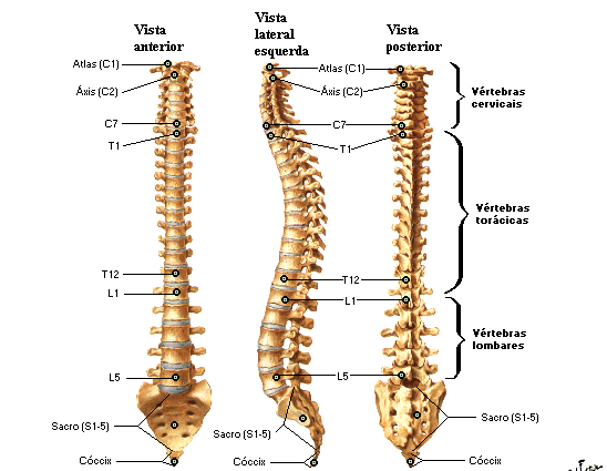 Características das Vértebras As vértebras podem ser classificadas em três grupos, de acordo com suas características: geral, que contém os elementos comuns; regional, que determina a diferenciação
