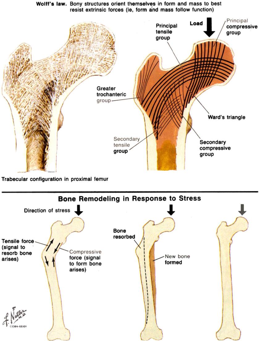 Lei de Wolff: A forma e a distribuição da massa óssea