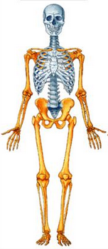 ESQUELETO HUMANO É constituído por 206 ossos, dividido em duas partes: esqueleto axial (crânio, coluna