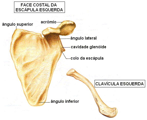 Esqueleto Apendicular