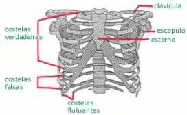 Caixa Torácica.