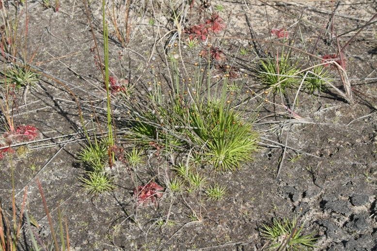 Drosera