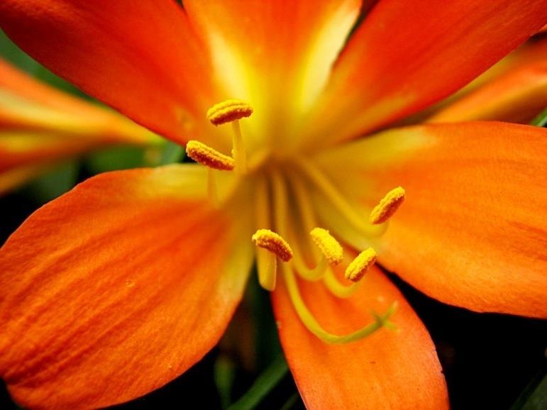 Órgãos Vegetais: FLOR A flor é um ramo altamente