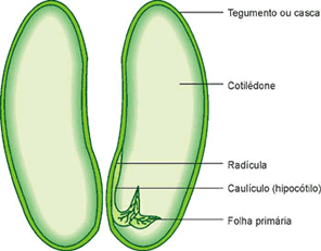 Órgãos Vegetais: SEMENTE Toda a semente possui: -um envoltório/casca [tegumento (tegma +testa)], mais ou menos rígido, -um embrião inativo da futura planta: origina radícula, caulículo,