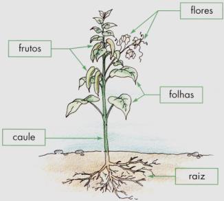 Órgãos Vegetais: SEMENTE