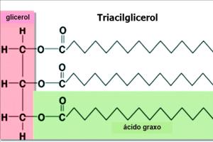 Quanto ao tipo de ligação entre os átomos de carbono: Nomenclatura dos ácidos graxos: leva em consideração o comprimento das cadeias e o tipo de ligação: Saturados: só possuem ligações simples.
