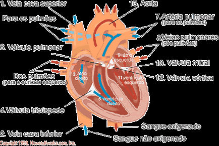 Contração do Músculo Cardíaco O sangue capta oxigênio nos pulmões e retorna ao coração pelas veias pulmonares, entra no átrio esquerdo (AE) onde é bombeado pela válvula mitral.