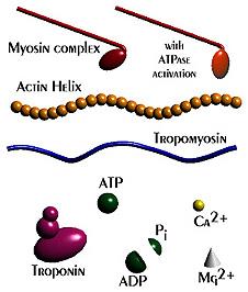Miosina Miosina com atividade ATPase Miosina