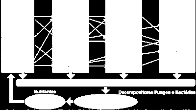 Teia alimentar: As várias cadeias alimentares de um