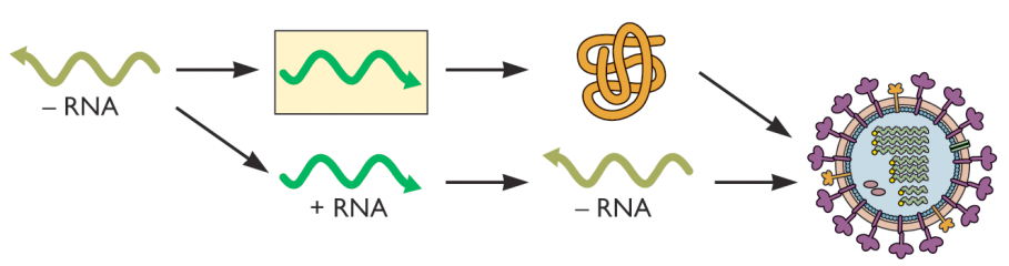 Genomas ssrna (-): RNA fita simples (-) Replicado Traduzido Replicado Replicado Trazem a replicase viral (RNA polimerase) mrna sem CAP e cauda de poli A (ir no núcleo)