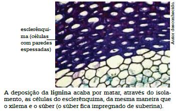 Tecidos de Sustentação Funcionam como suporte, sustentando e dando apoio ao corpo da planta.