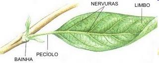 FOLHAS A folha é um órgão especialmente adaptado à transpiração, gutação, respiração e fotossíntese.