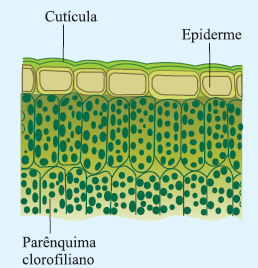 Parênquimatosos Também conhecidos como de reserva e assimilação.