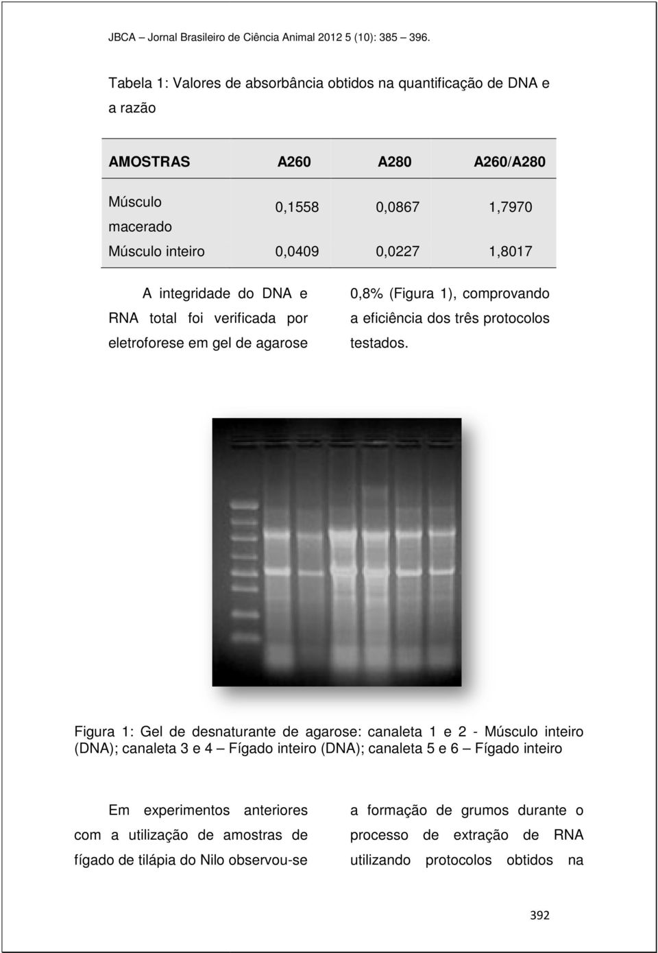 Figura 1: Gel de desnaturante de agarose: canaleta 1 e 2 - Músculo inteiro (DNA); canaleta 3 e 4 Fígado inteiro (DNA); canaleta 5 e 6 Fígado inteiro Em experimentos