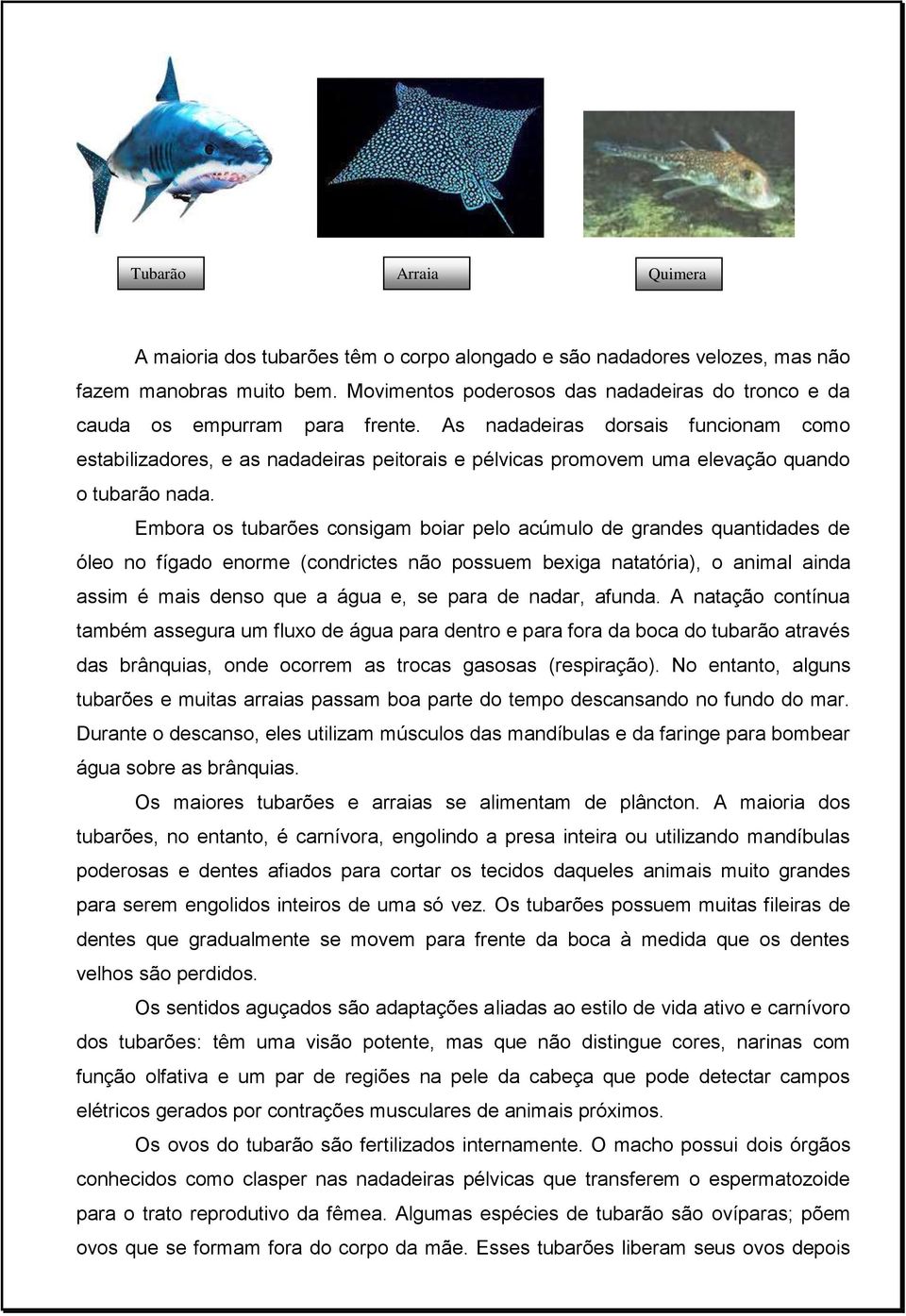 As nadadeiras dorsais funcionam como estabilizadores, e as nadadeiras peitorais e pélvicas promovem uma elevação quando o tubarão nada.