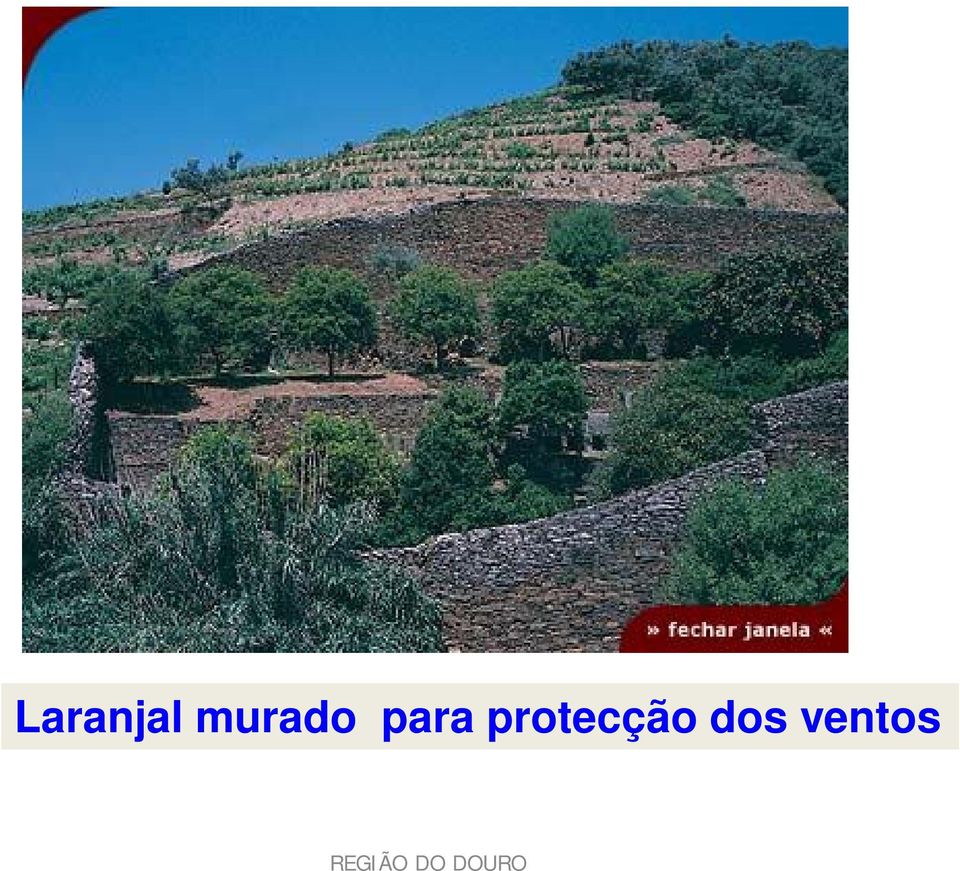 protecção dos