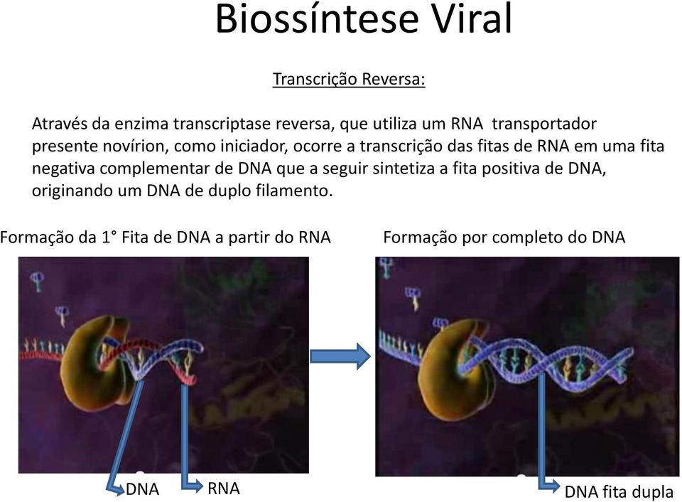 negativa complementar de DNA que a seguir sintetiza a fita positiva de DNA, originando um DNA de