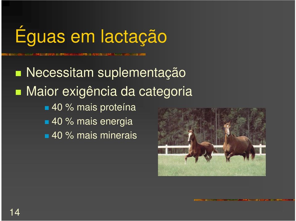 categoria 40 % mais proteína 40