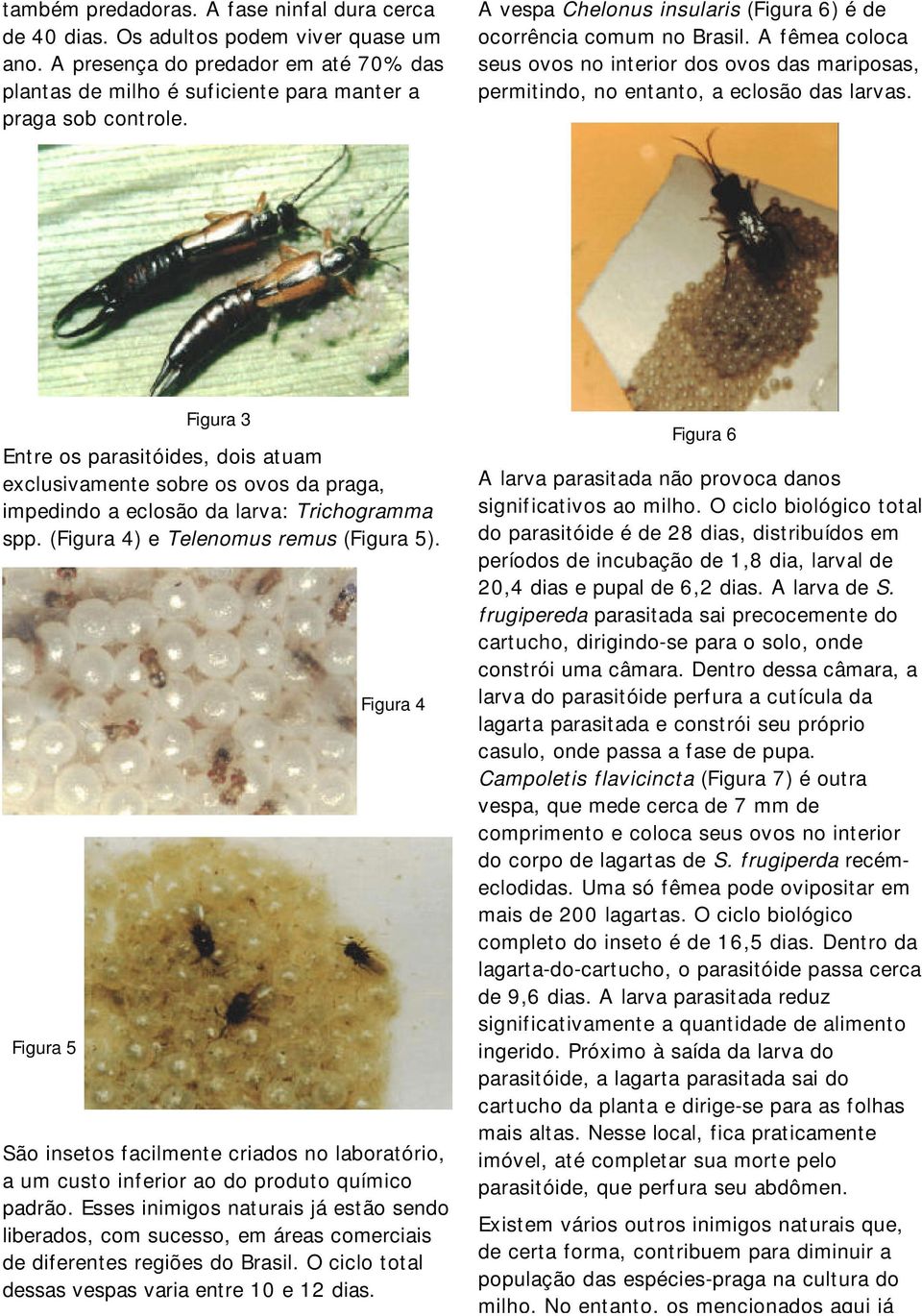 Figura 3 Entre os parasitóides, dois atuam exclusivamente sobre os ovos da praga, impedindo a eclosão da larva: Trichogramma spp. (Figura 4) e Telenomus remus (Figura 5).