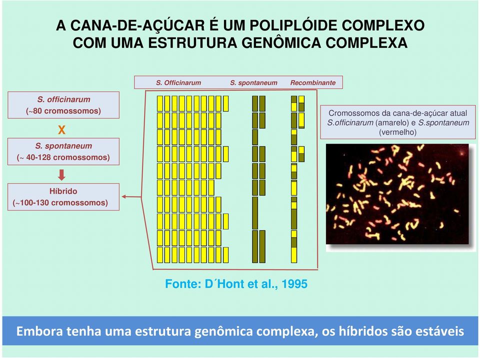 spontaneum (~ 40-128 cromossomos) Cromossomos da cana-de-açúcar atual S.officinarum (amarelo) e S.